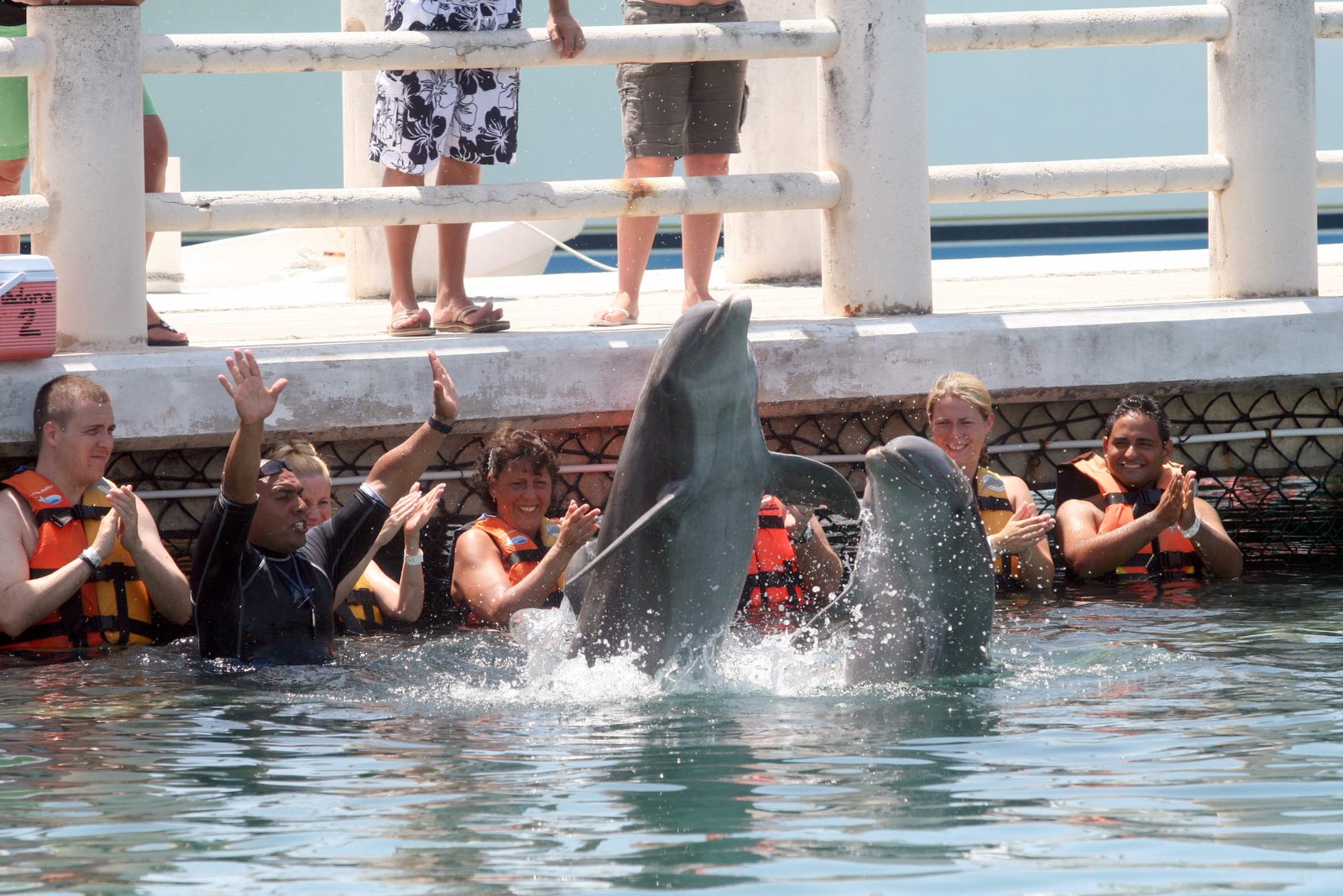 Prohíben espectáculos con delfines en la CDMX