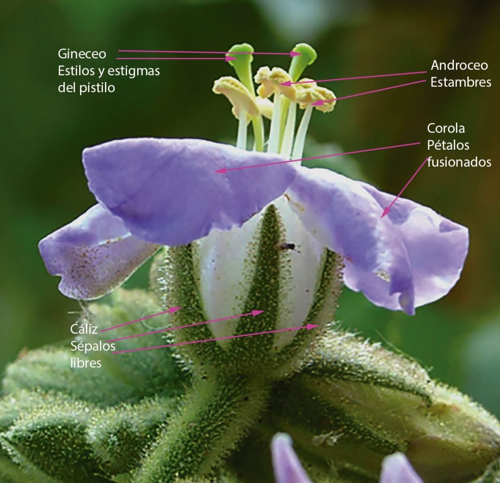 Historia evolutiva de la flor - Etcétera