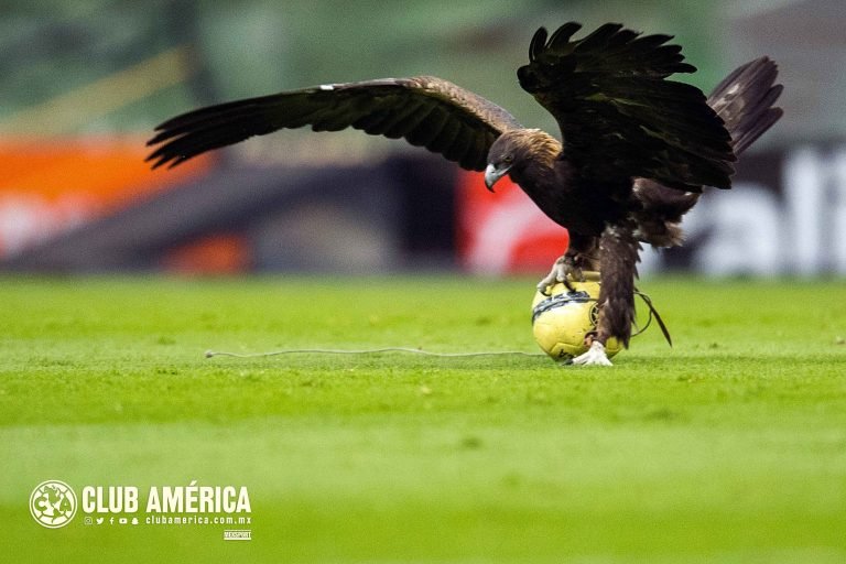 América y Grupo Televisa realizan acciones de preservación del águila real